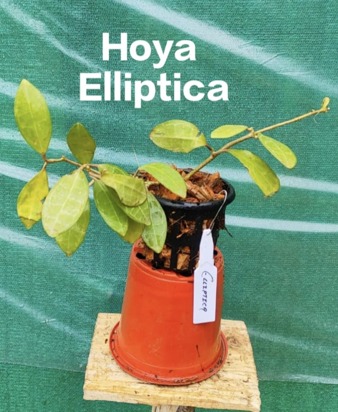 Hoya Eliptica