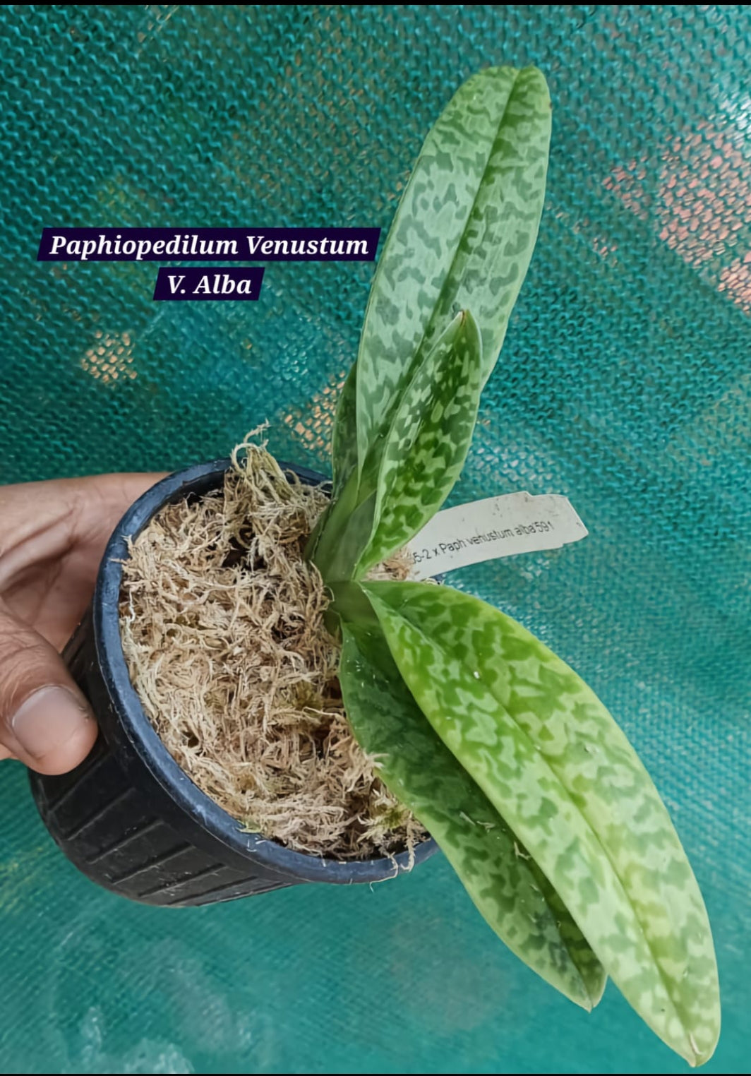 Paphiopedilum Venustum V. Alba Blooming size