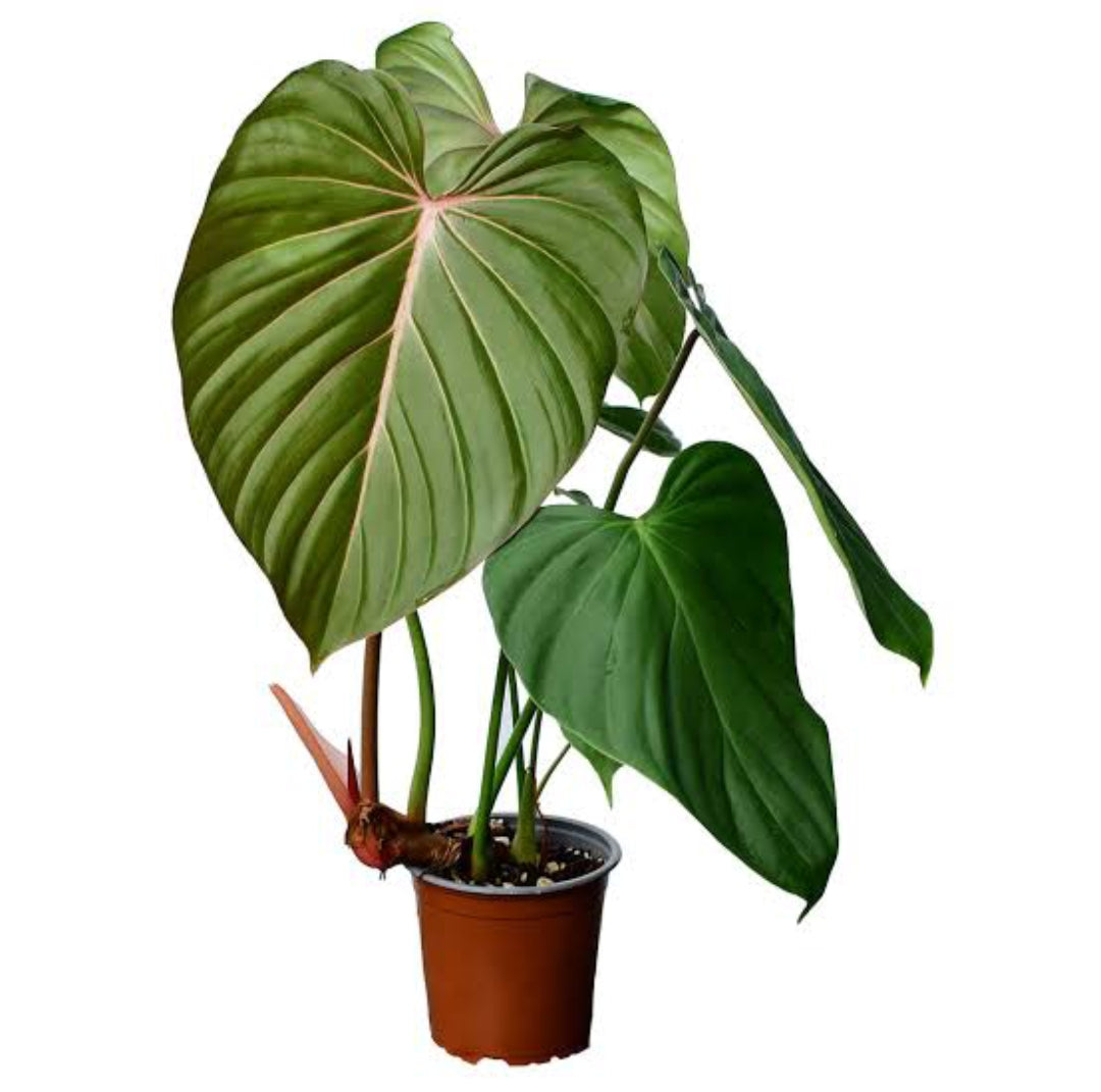 Live Indoor plant pink Glory|beautiful indoor plant|philodendron Verity Semishade Indoor plant|New variety Plant |Shop now today