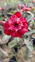 Adnium plant florist red white colour