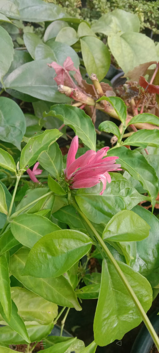 Justicia Plant | Shrub with Ornamental Red & Orange Flowers