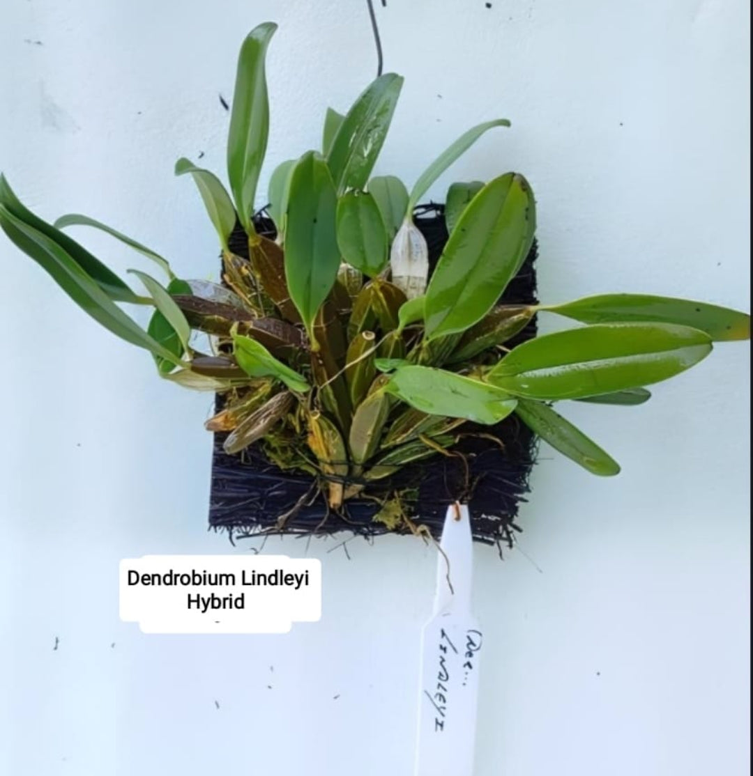 Dendrobium Lindleyi (Hybrid)