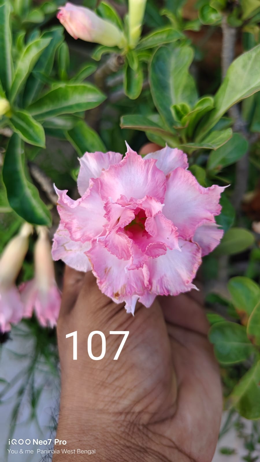 Adnium plant florist white with light pink stripe colour