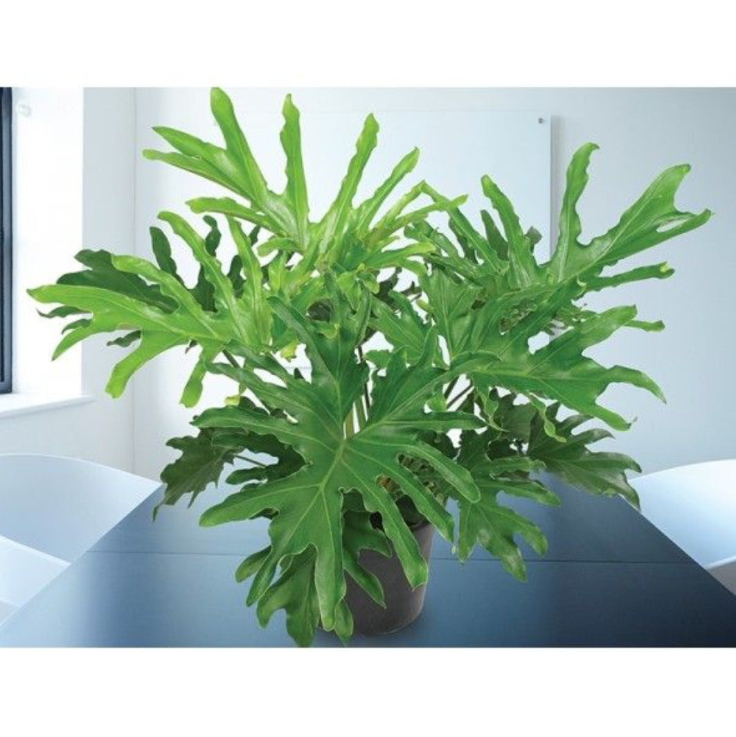 Luckly Split - Philodendron plant - Indoor plants