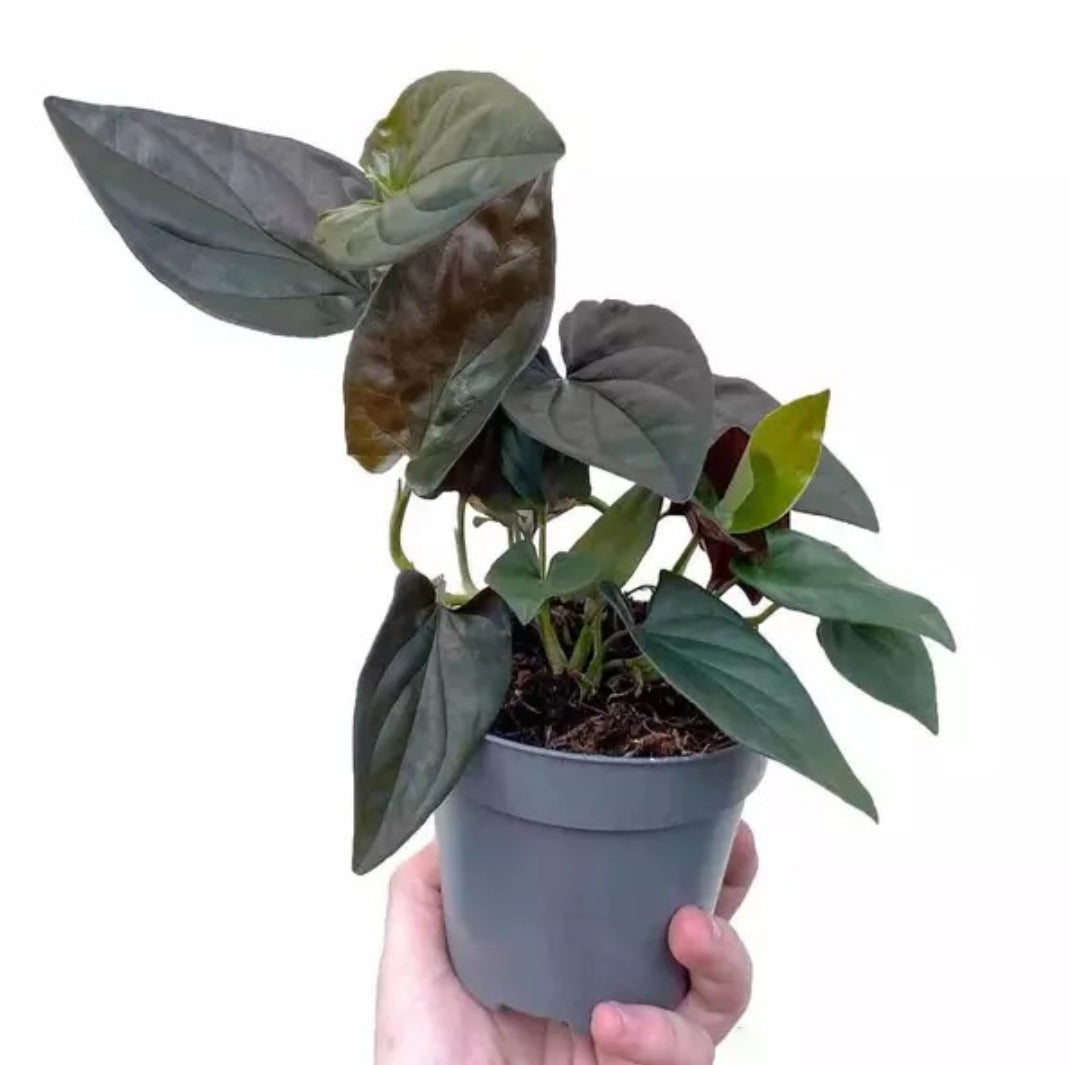 Syngonium Erythrophyllum 'Red Arrow ' Black Syngonium plant Good