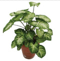 Syngonium Crow's Foot - Rare plant Good