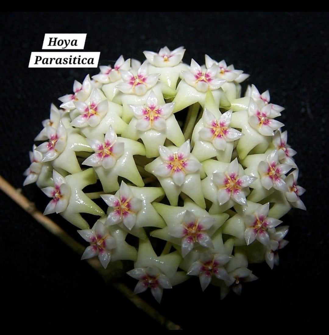 Hoya Parasitica