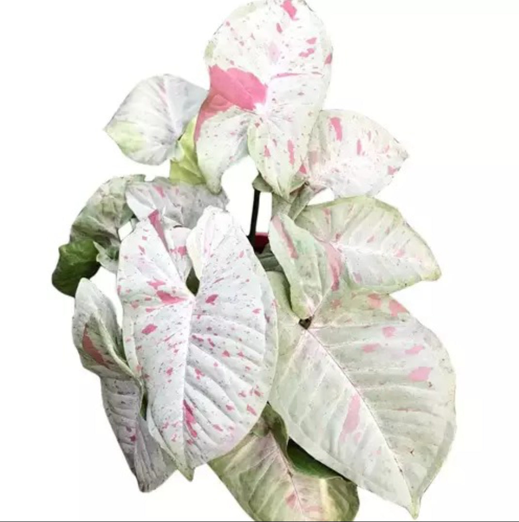 Syngonium milk Confetti Rare plant Good