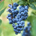Blue berry fruit plant