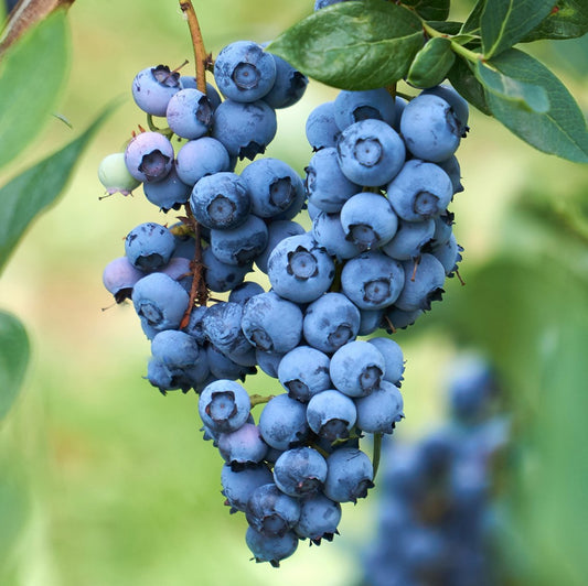 Blue berry fruit plant
