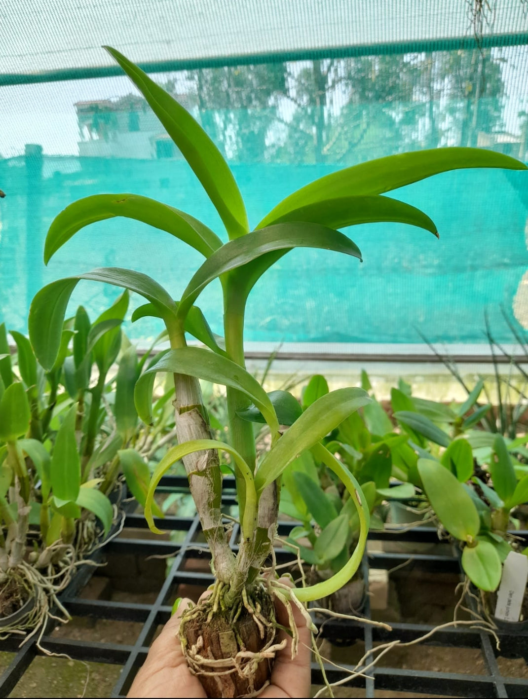 Dendrobium 19 Pink Happy