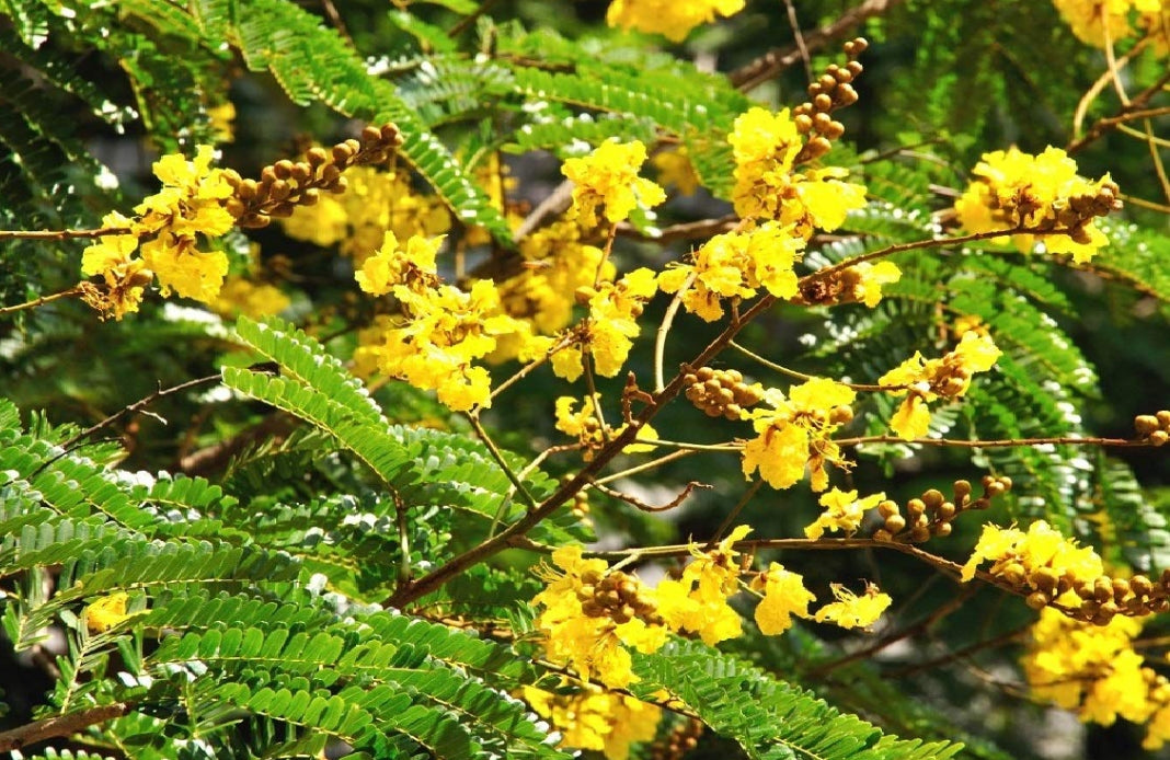 Rusty Shield bearer flowering tree plant