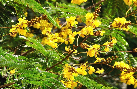 Rusty Shield bearer flowering tree plant