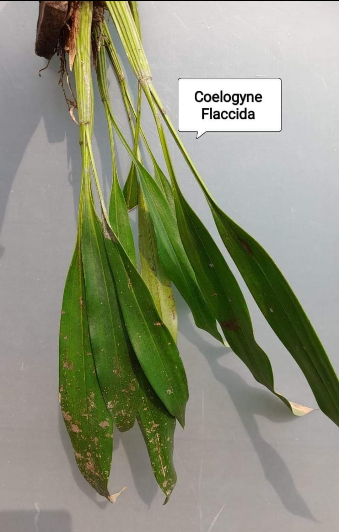 Coelogyne Flaccida