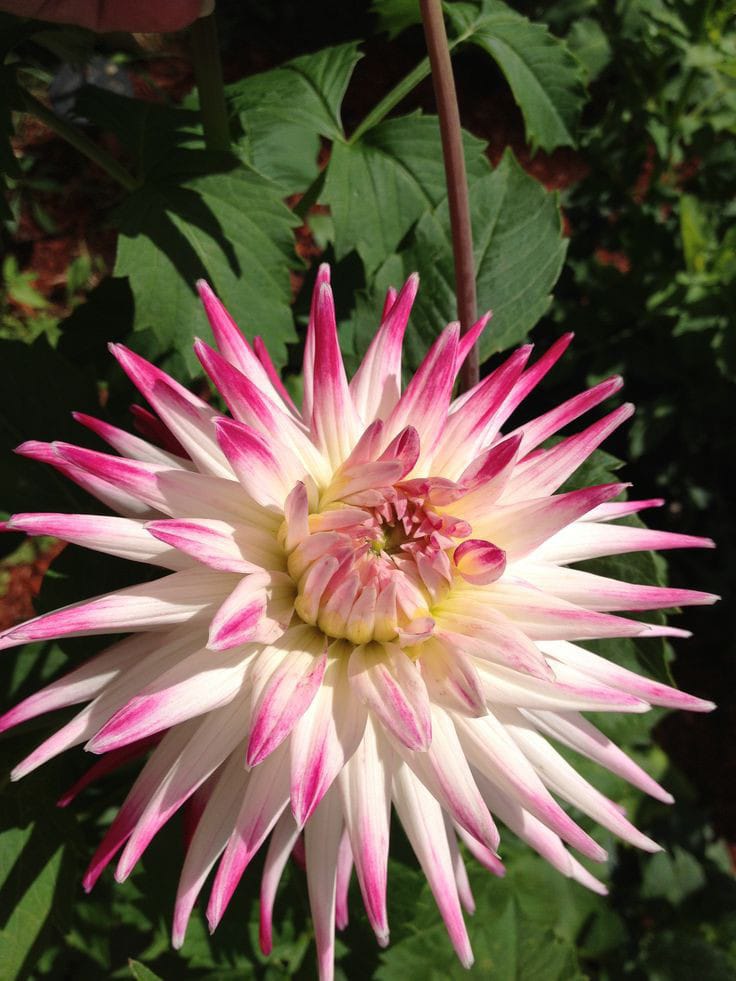 Dahlia Flower Bulbs – Multicolor Big Blooming Flowers | Easy Grow Garden Bulbs | Buy Online India | Ashiyana Store