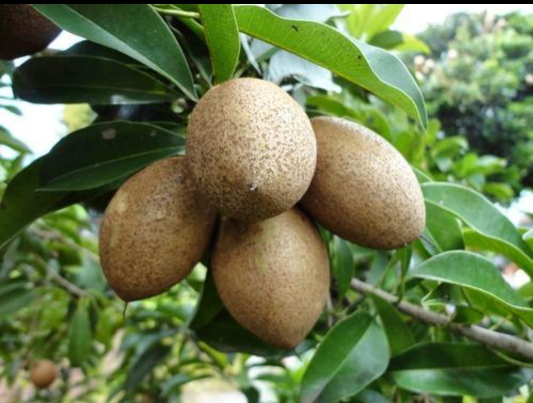 Kalapathi Sappota fruit plant