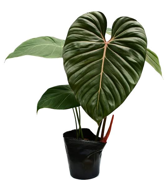 Live Indoor plant pink Glory|beautiful indoor plant|philodendron Verity Semishade Indoor plant|New variety Plant |Shop now today