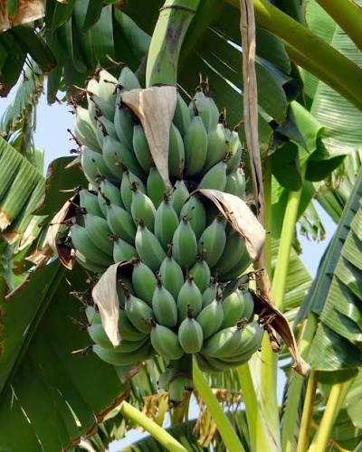 Poovan banana fruit plant|traditional banana varieties