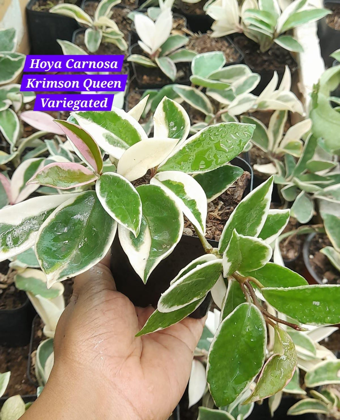 Hoya Carnosa Crimson Queen Veriegated