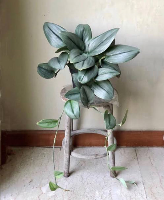 Money Plant (Golden Pothos) – Indoor Air Purifying Creeper | Lucky Plant for Home & Office(Moonlight Photos)