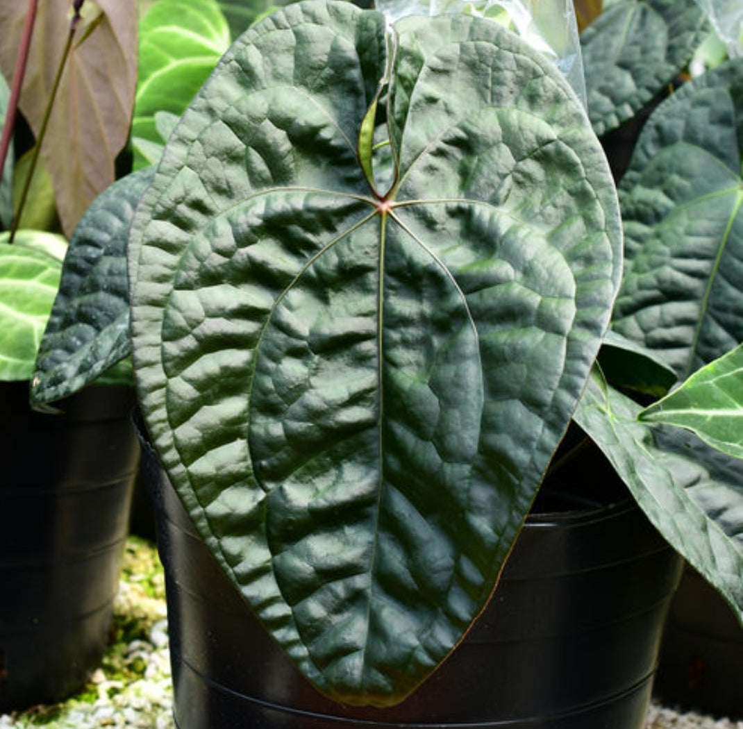 Anthurium David Portilla Plant