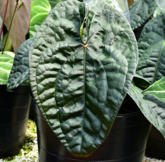 Anthurium David Portilla Plant