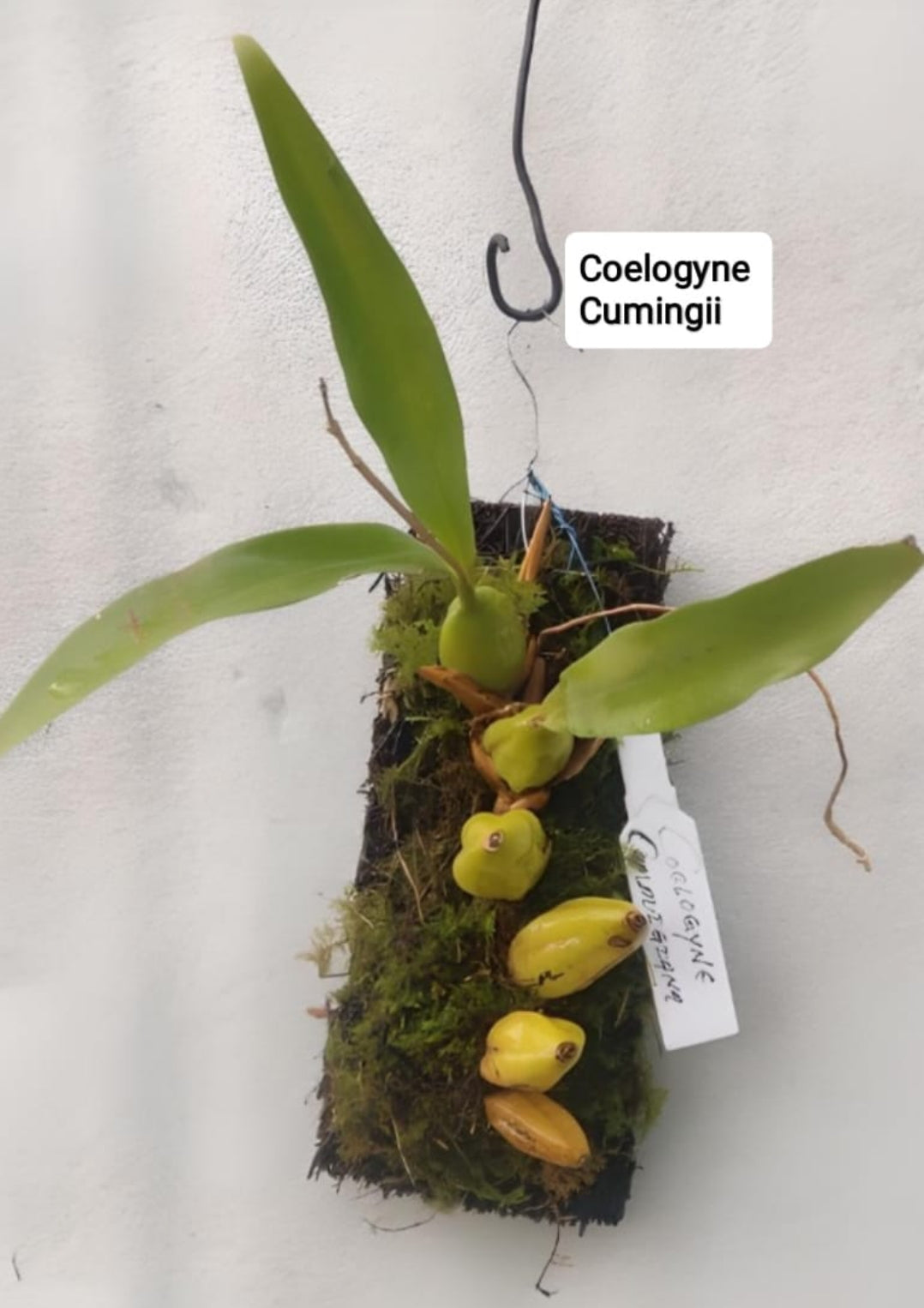 Coelogyne Cumingii