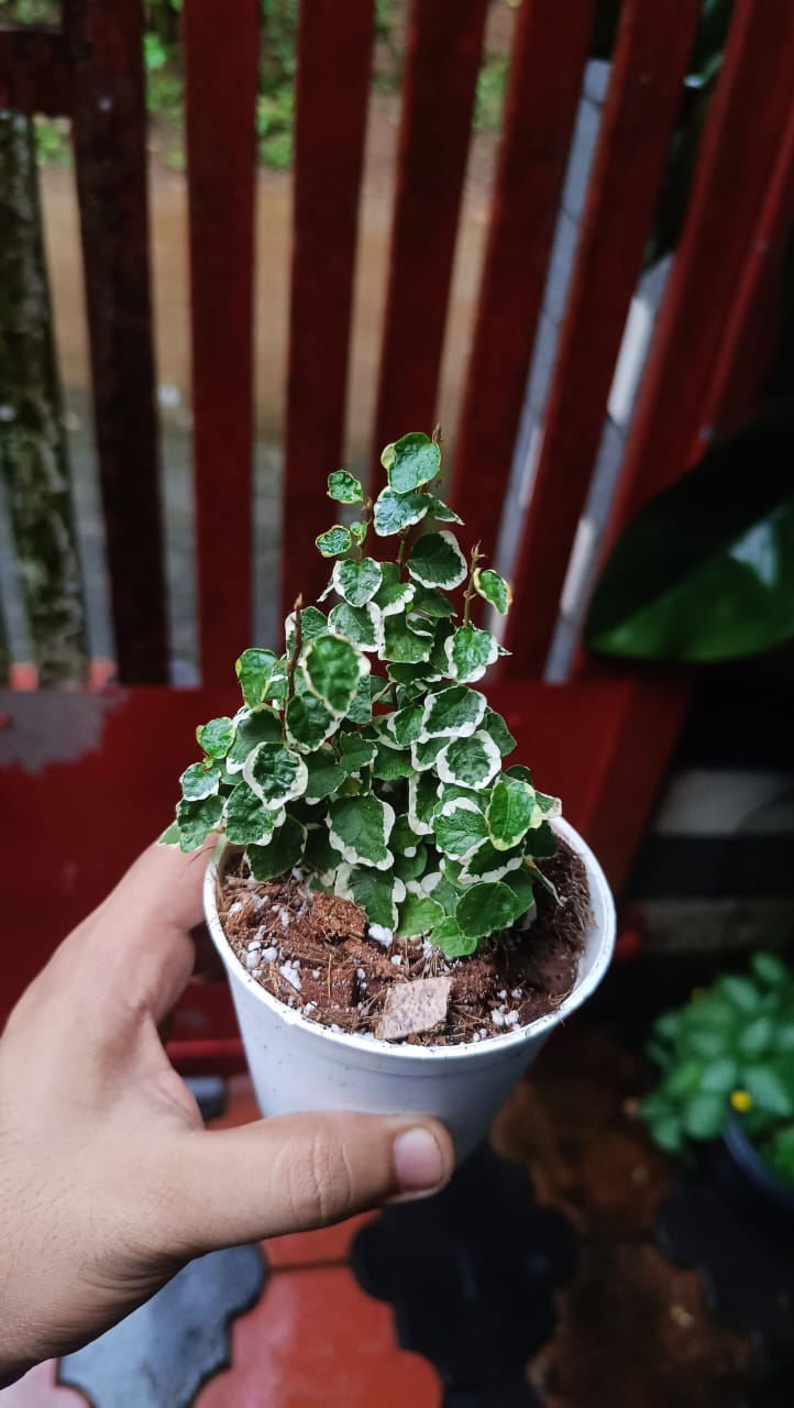 Creeping fig