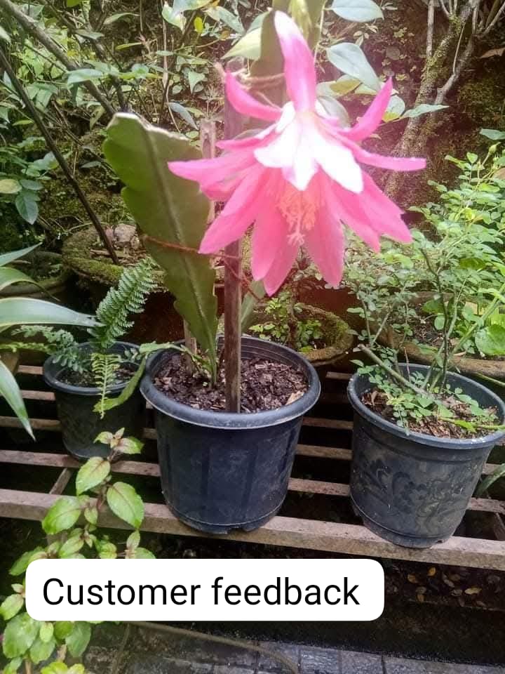 Bramha Kamal 8 varity plant