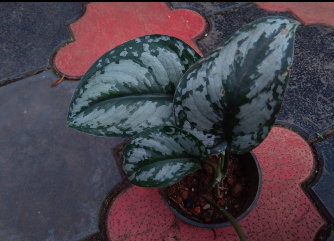 Money Plant (Golden Pothos) – Indoor Air Purifying Creeper | Lucky Plant for Home & Office (Stain Photos)