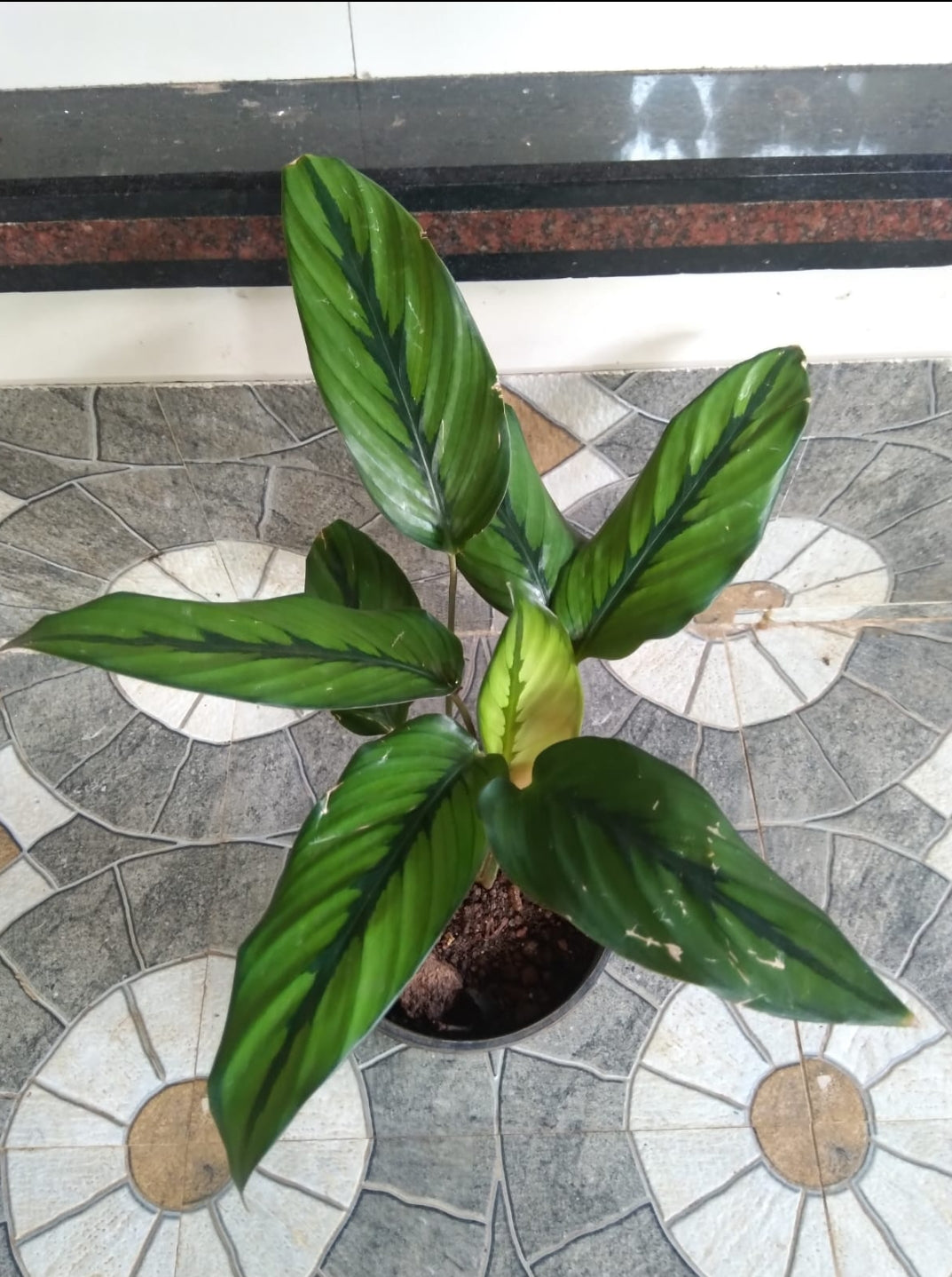 Calathea Majestica (Need cool atmosphere)