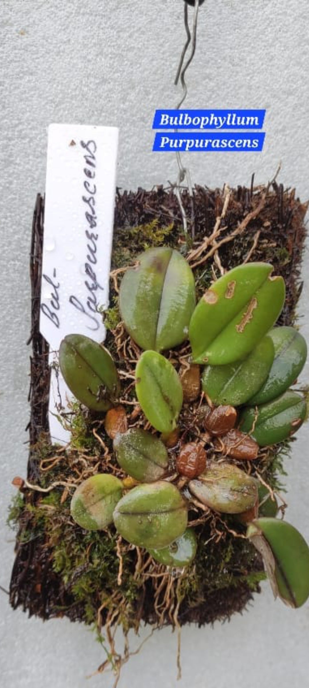 Bulbophyllum Purpurascens