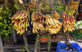 Changalikodan Nendran banana fruit plant|traditional banana varieties