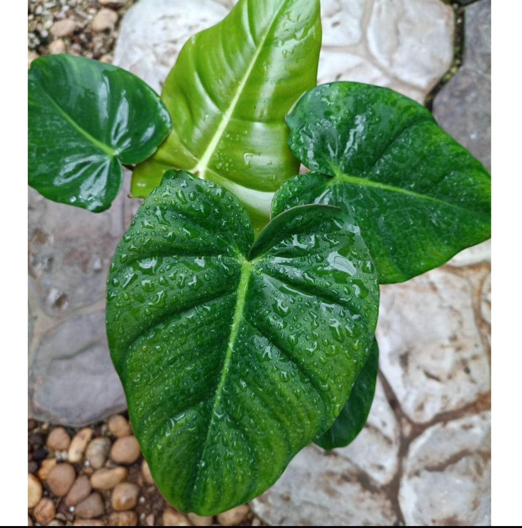 Philodendron Florida Gost plant