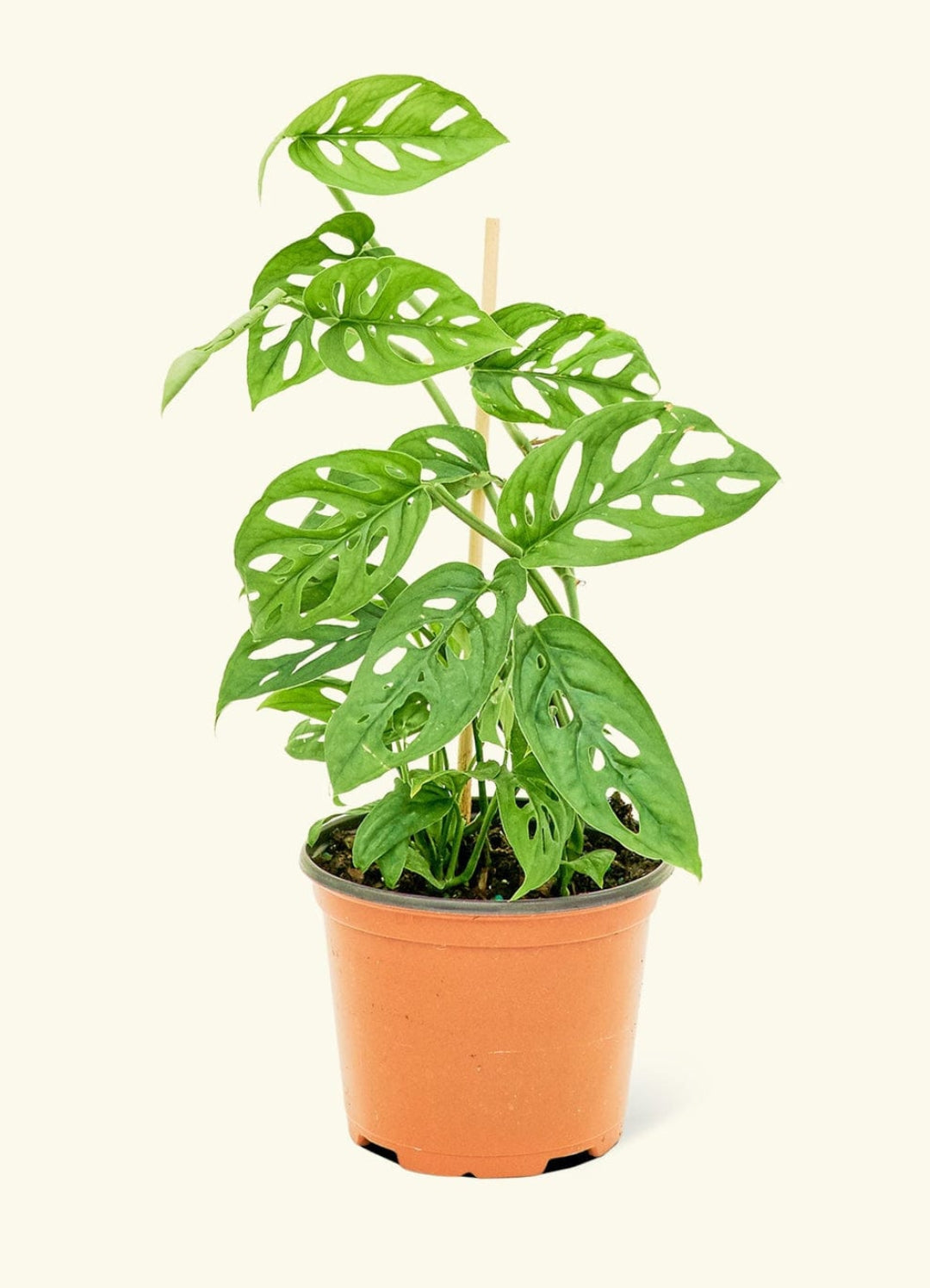 broken monstera deliciosa Broken Monstra plant – ASHIYANA STORE