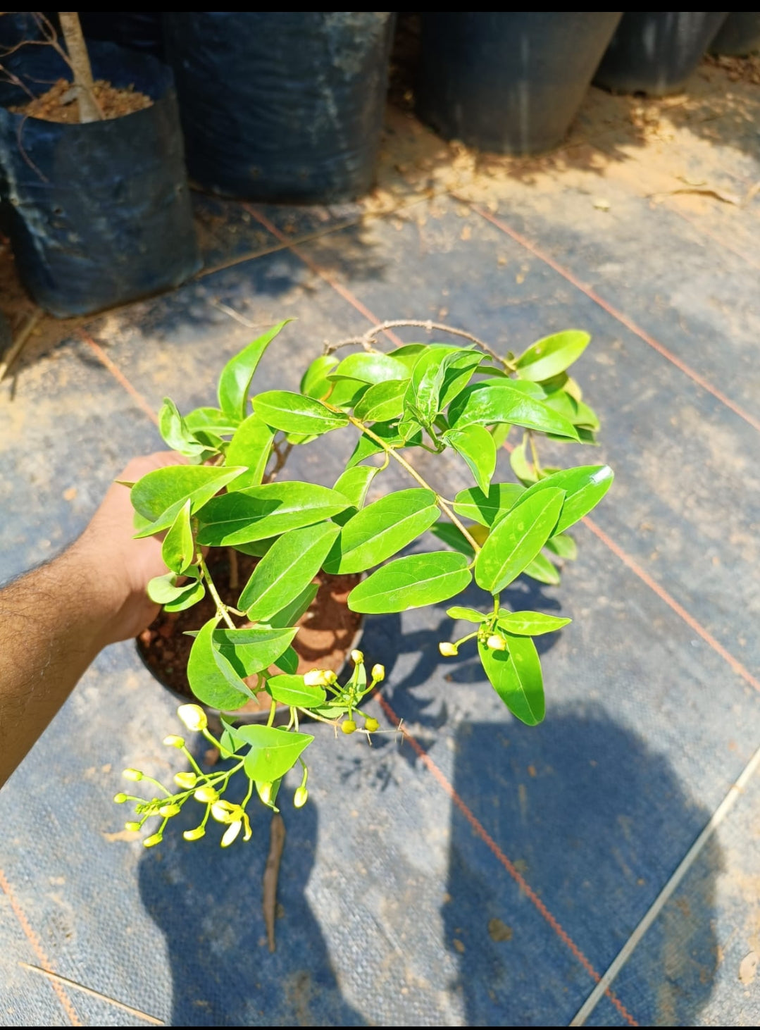 Bridal bouquet Yellow Plant