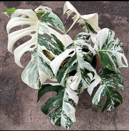 Monstera albo/Rare plant/mostra albo