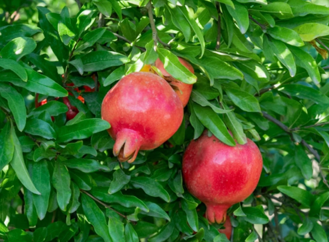Pomegranate fruit plant