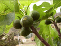 Israel fig fruit plant