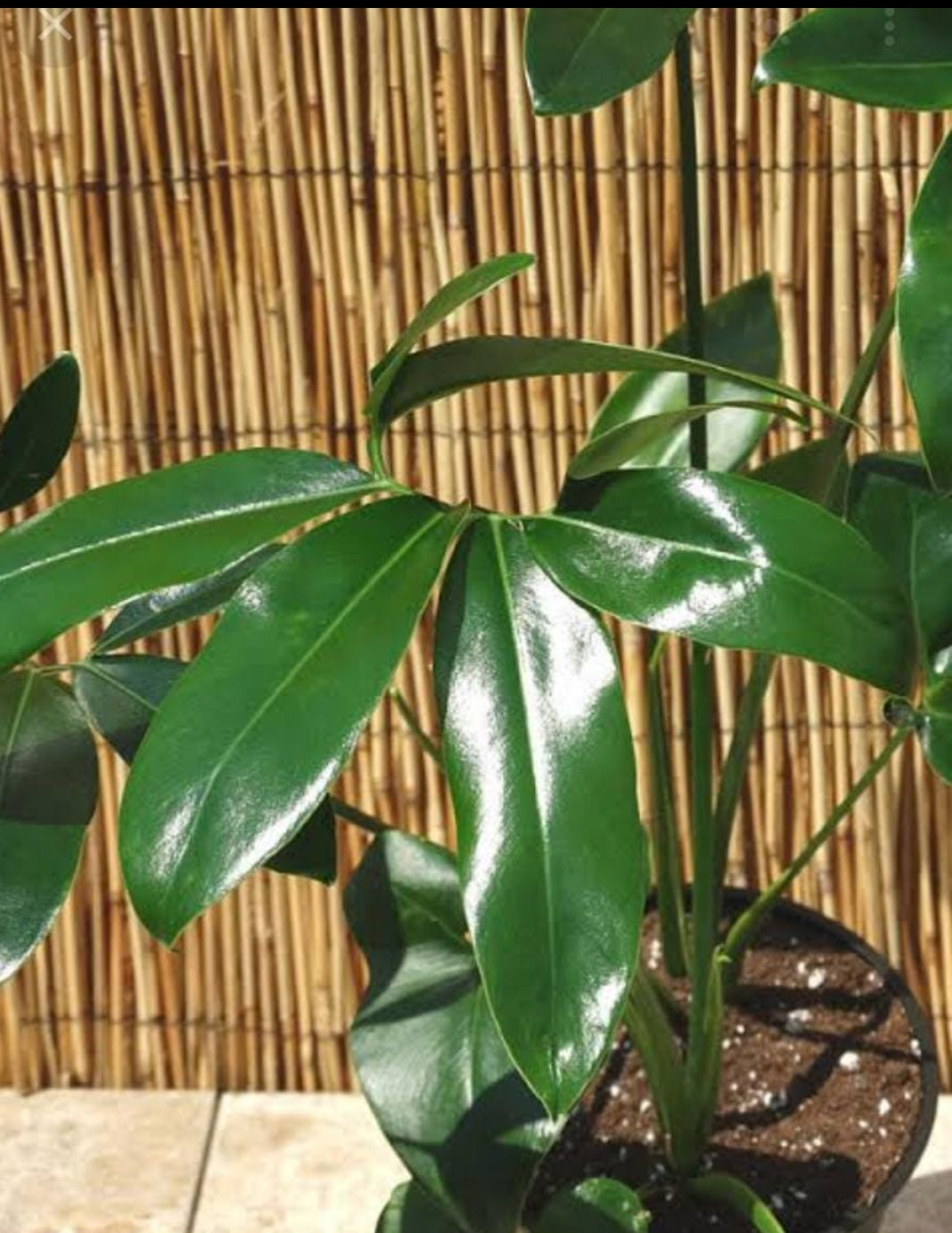 philodendron hawaiian finger leaf Philodendron