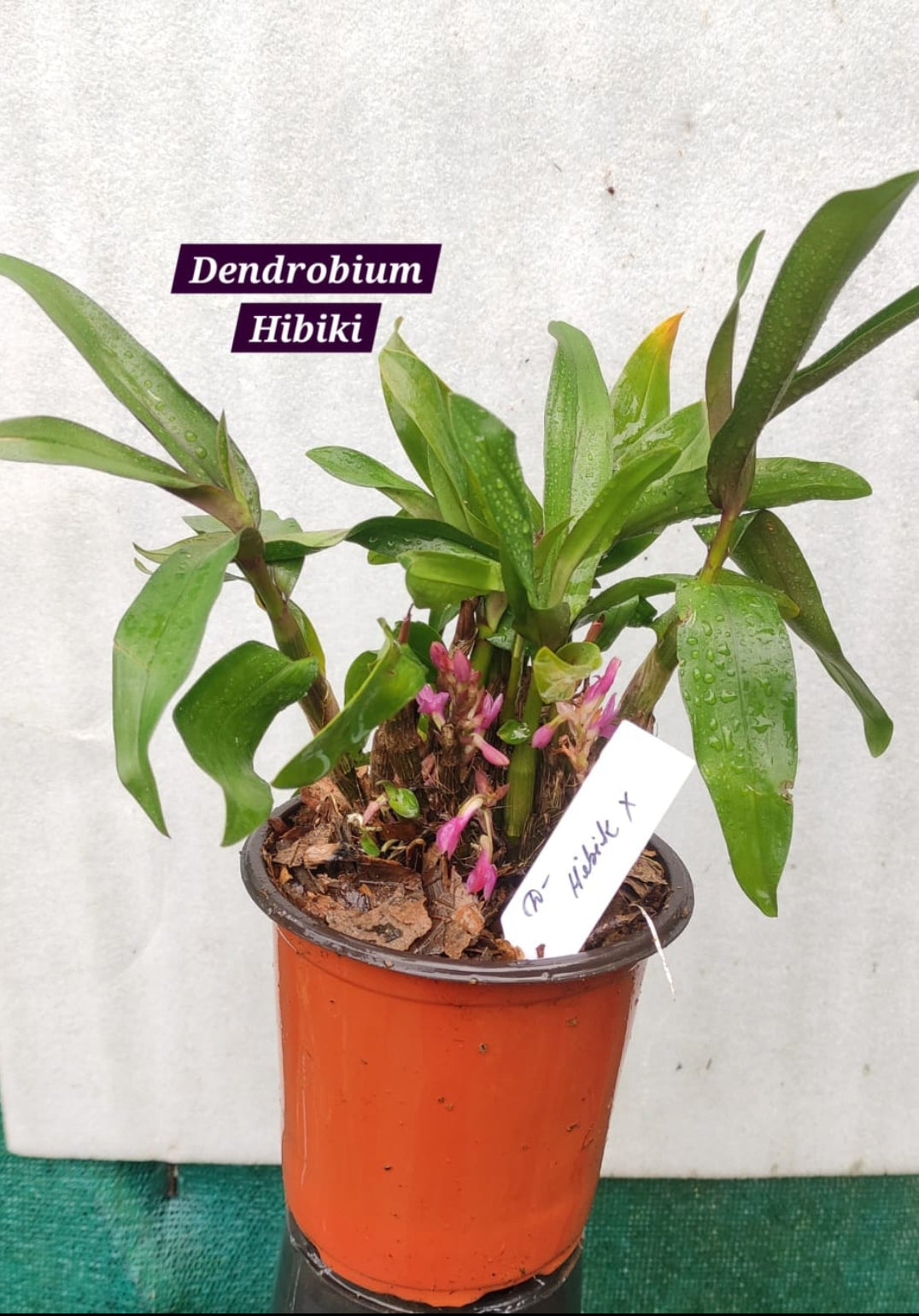 Dendrobium Hibiki Mature