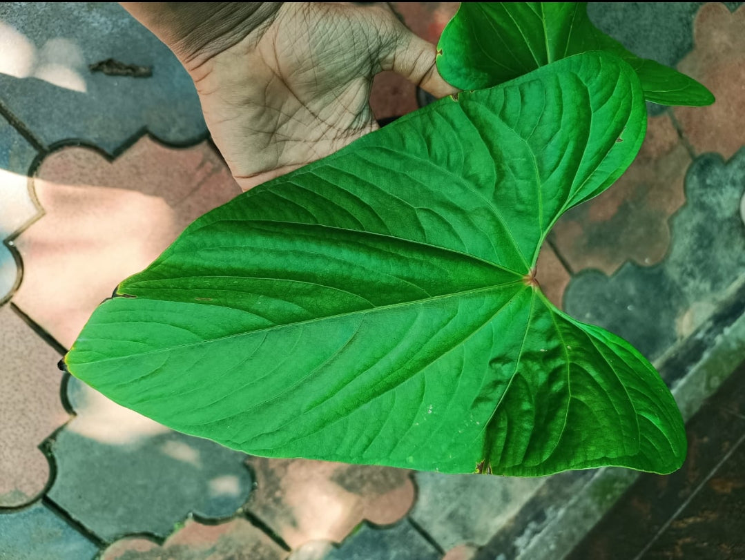 Anthurium Sagitatum Red Sinus (Semishade plant)