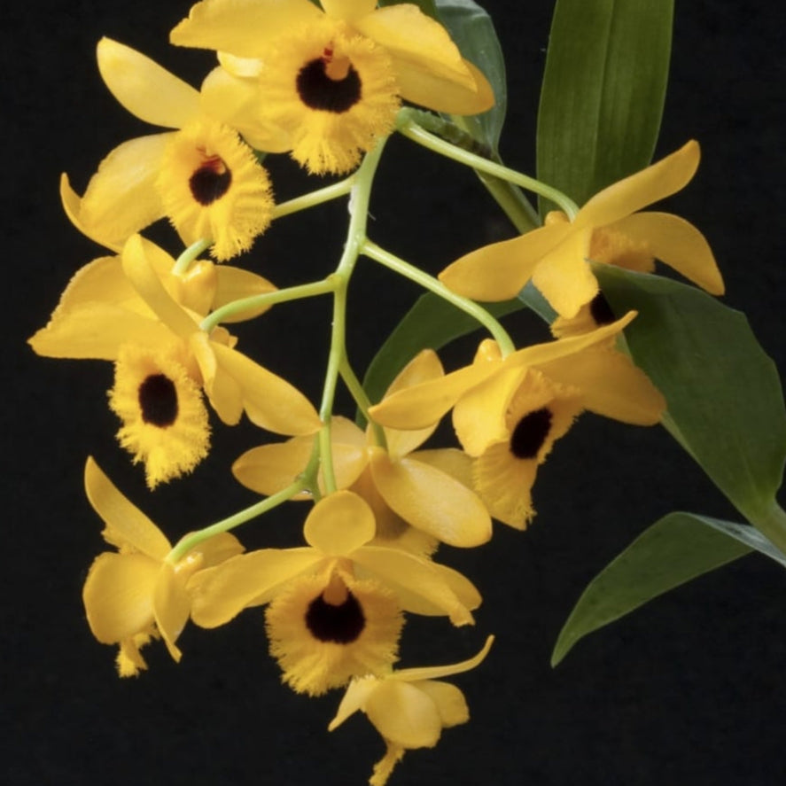 Dendrobium Fimbriatum