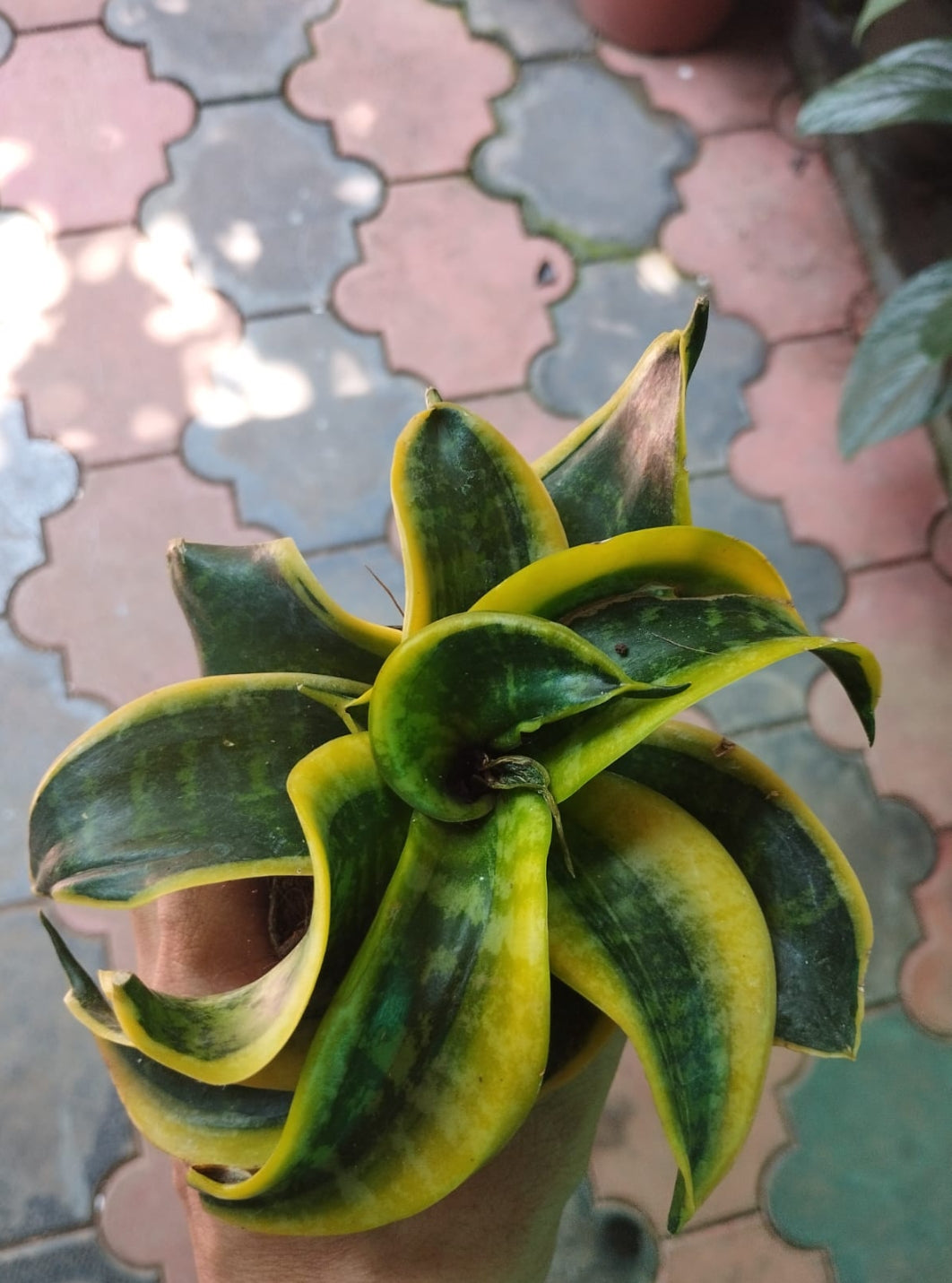 twisted indoor plant Sensevieria twisted (Indoor Spiral Variety ) – ASHIYANA STORE