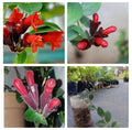 Lipstick Vine | Hanging Ornamental House Plant | Aeschynanthus Radicans