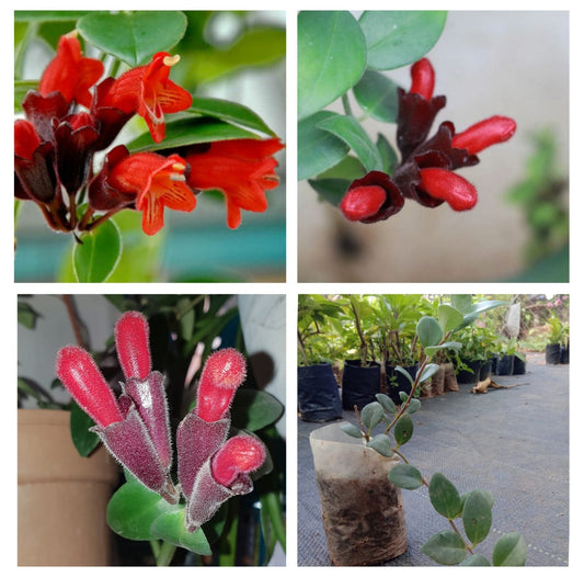 Lipstick Vine | Hanging Ornamental House Plant | Aeschynanthus Radicans