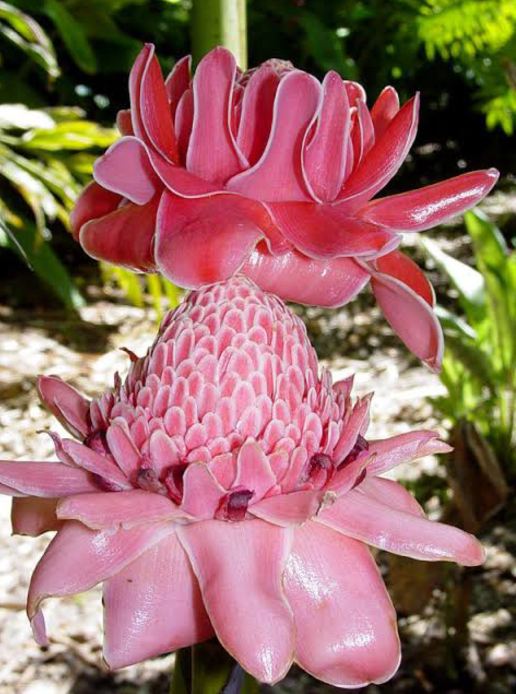 Pink torch ginger plant