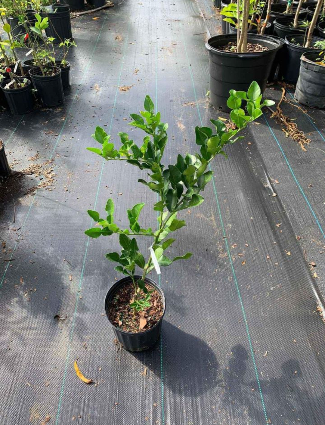 Finger lemon fruit plant