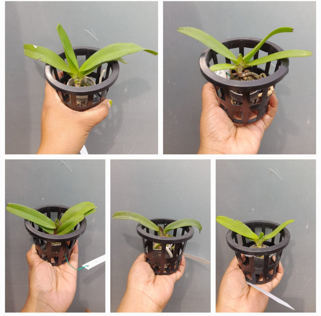 Rhynchostylis exotic (Pack of 6)