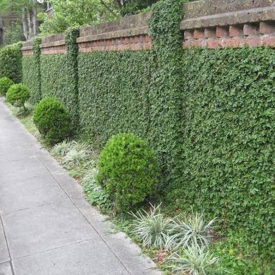 Chipkali Bel Climber & Creeper plant | Ficus Repens | Creeping Fig